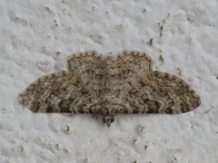 Eupithecia semigraphata