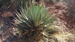 Agave utahensis kaibabensis