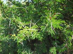 Vachellia robusta clavigera