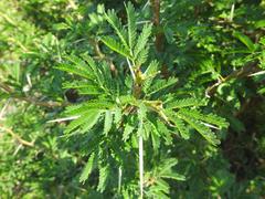 Vachellia robusta clavigera