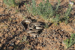 Orientocoluber spinalis