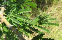 Vachellia robusta clavigera