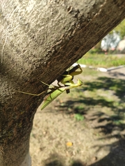 Hierodula transcaucasica