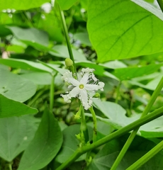 Trichosanthes cucumerina