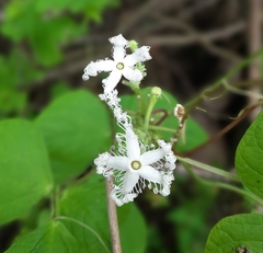 Trichosanthes cucumerina