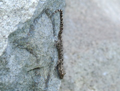 Mediodactylus heterocercus