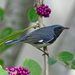 Black-throated Blue Warbler - Photo (c) Edward Perry IV, some rights reserved (CC BY-NC), uploaded by Edward Perry IV