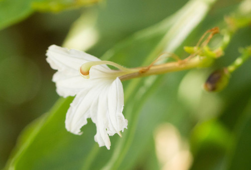 Scaevola gaudichaudiana