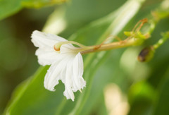 Scaevola gaudichaudiana