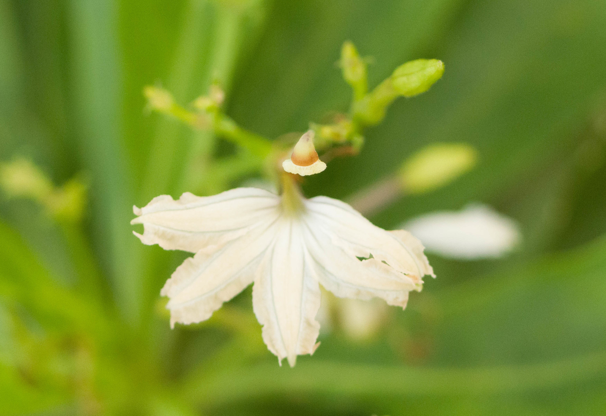 Scaevola gaudichaudiana
