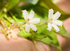Scaevola gaudichaudiana