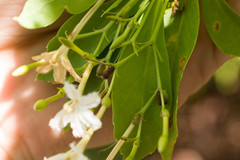 Scaevola gaudichaudiana