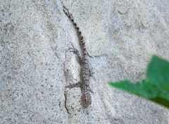 Mediodactylus heterocercus