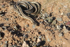 Orientocoluber spinalis