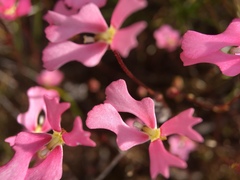 Stylidium ecorne