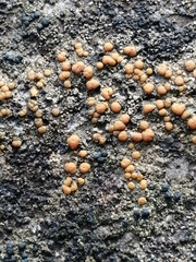 Hypocreaceae