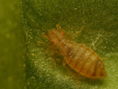Ectopsocidae