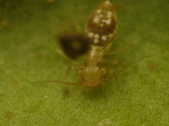 Ectopsocidae