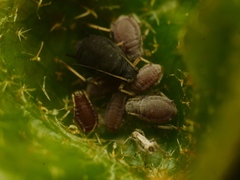 Aphis hederae