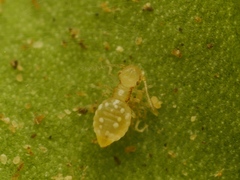 Ectopsocidae