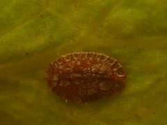 Pulvinaria hydrangeae