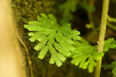 Selaginella arbuscula