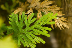 Selaginella arbuscula