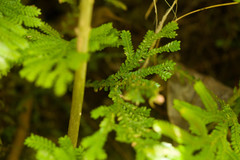Selaginella arbuscula