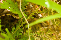 Selaginella arbuscula