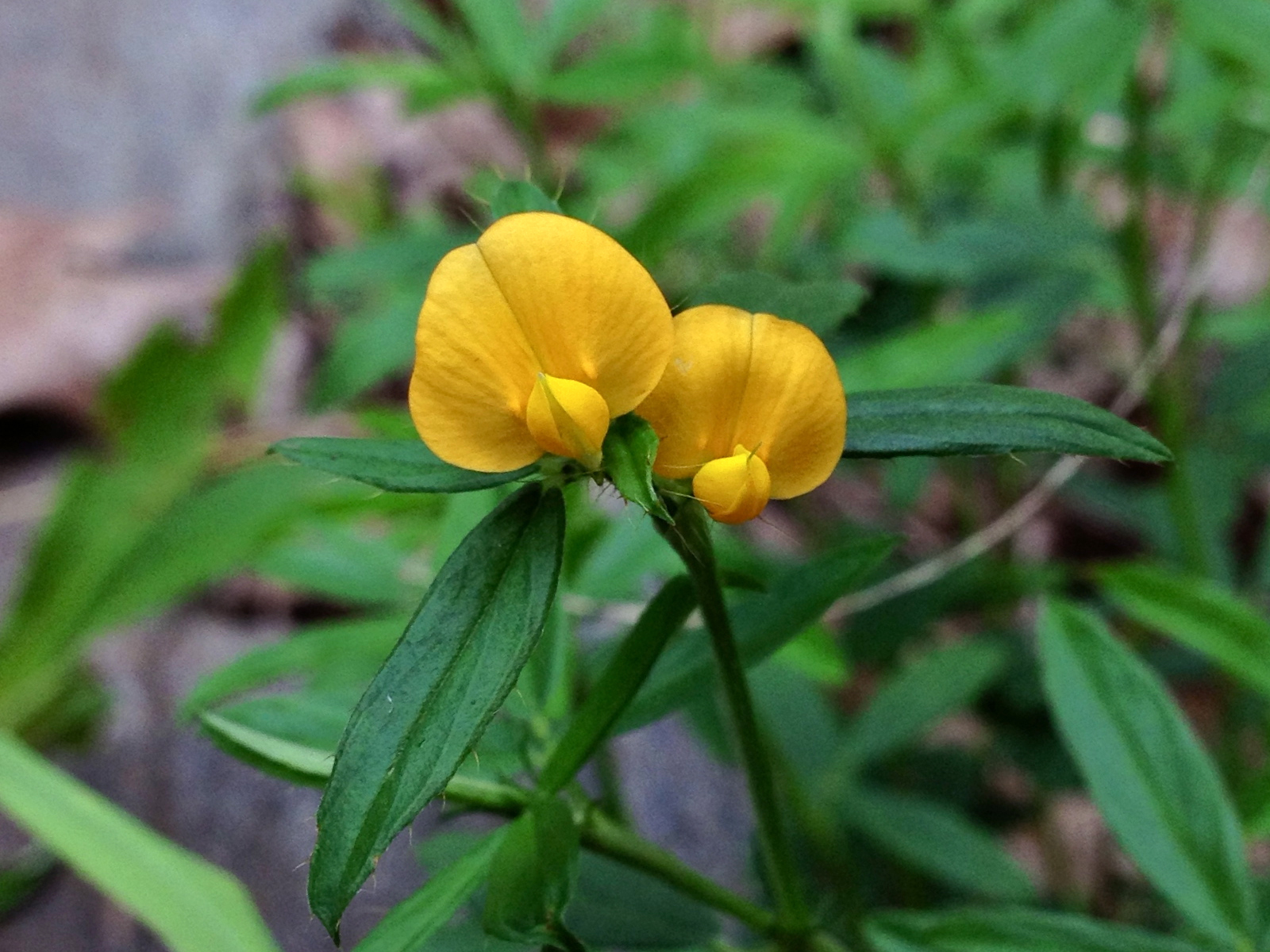 Stylosanthes