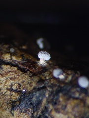 Didymium squamulosum
