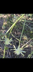 Knowltonia vesicatoria