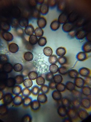 Didymium squamulosum
