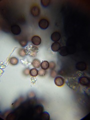 Didymium squamulosum