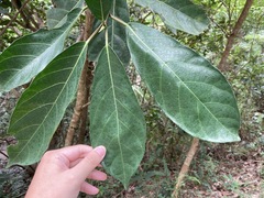 Ficus fistulosa