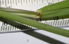 Digitaria setigera