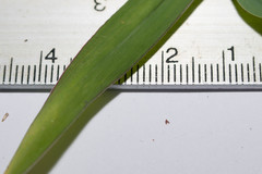 Digitaria setigera