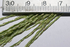 Digitaria setigera