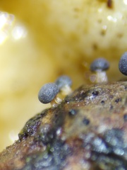 Didymium squamulosum