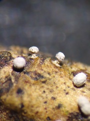 Didymium squamulosum