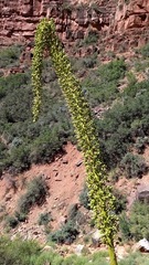 Agave utahensis kaibabensis