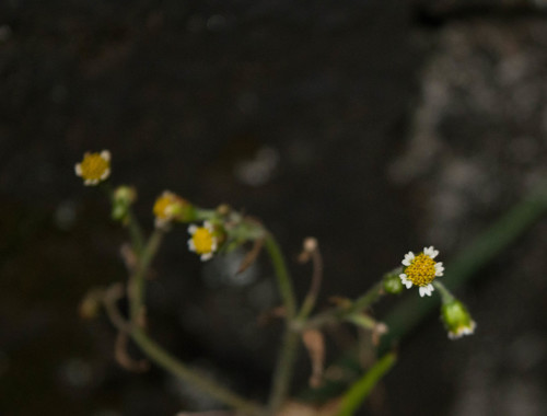 Galinsoga parviflora observed 2020-09-10