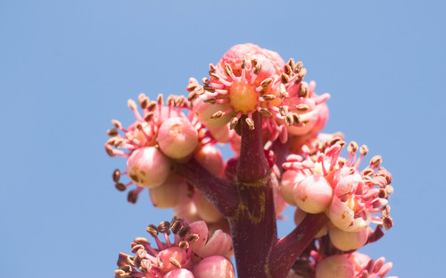 Australian Umbrella Tree