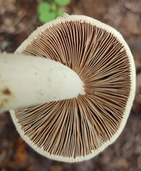 Amanita pelioma