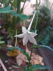 Nicotiana longiflora