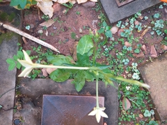 Nicotiana longiflora