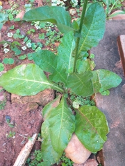 Nicotiana longiflora