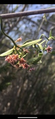 Astephanus triflorus