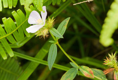 Pterolepis glomerata