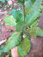 Nicotiana longiflora